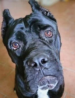 Johnny - schreckhaftes Kraftpaket - Löwenberger Land