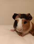 Kleiner Mann sucht Traum Zuhause in 06667