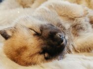 Besondere Rarität: Norwegischer Elchhund x Shiba Inu, liebevoll aufgezogen in großer Familie - Plettenberg