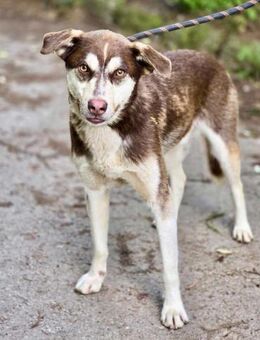Adoptiere Liebe = sehr sozialer NOAH ♥️ - München