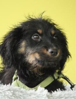 Mendrino unser Chameur... - Hagen (Stadt der FernUniversität)