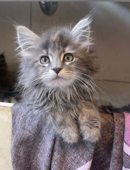 Reinrassige Marion Kitten suchen neues zu Hause - Norken