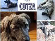 CUTZA * liebevolle sanfte Riesin - Duisburg
