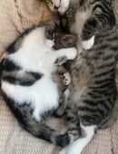 Junge Kätzchen weiblich und männlich gemeinsam abzugeben in 52385