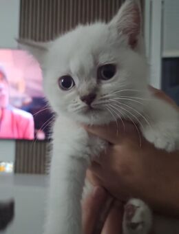Süße BKH Kitten -Geboren 10.04.2025 zu verkaufen - Velbert