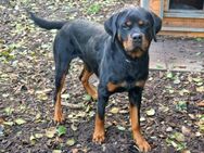 Rottweiler erfahrenes Zuhause gesucht - Bad Belzig