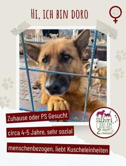 Doro sucht ab November ein zu Hause - Nürtingen