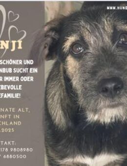 Benji sanfter Junge sucht Zuhause - Duisburg