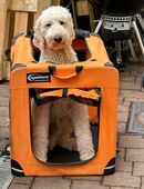 Pudel Rüde 2,5 Jahre kastriert in 24321