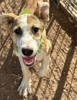 Ryan sucht sein Glück! - Krefeld