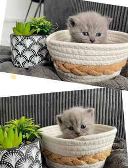 Bkh - Kitten - Köln