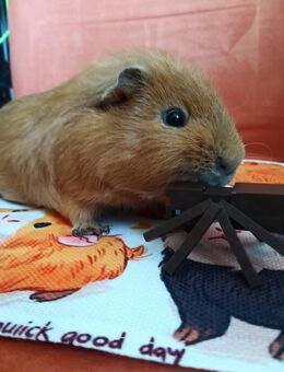 Meerschweinchen abzugeben, Bock - Hoyerswerda