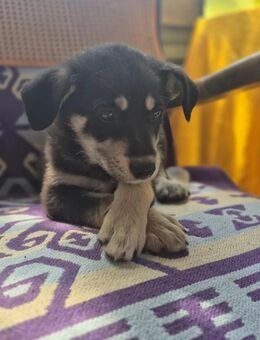 COCO - aufgewecktes Welpenmädchen - Kallmünz