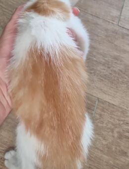 Katzenbabys abzugeben - Osternienburger Land