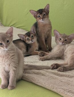 Somalikitten - Petersberg (Sachsen-Anhalt)