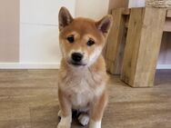 Shiba Inu Welpe, Rüde, reinrassig - Waldbröl