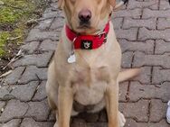 Labrador Hündin 2 Jahre - Bad Bibra Altenroda
