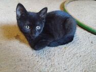Hofkätzchen abzugeben. Kitten, Kätzchen, Babykatze - Dettelbach