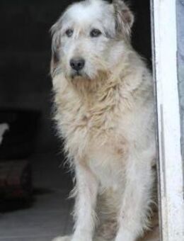 Luc - zutraulicher, aparter Rüde - Lohra