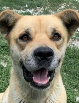 Macarena, geb. ca. 06/2019, Griechenland - Euskirchen