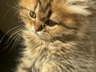 Britisch Langhaar Kitten - Korntal-Münchingen