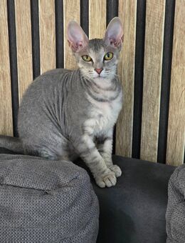 Sphynx Davon Rex Mädchen [5 Monate alt ] - Hagen (Stadt der FernUniversität) Boele