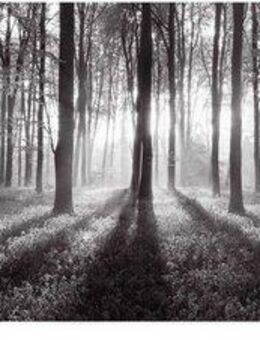 Reinders! Poster Sonnenaufgang im Wald Schwarz-Weiß, (1 St)