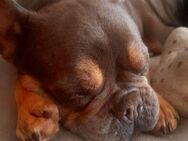 Französische bulldogge - Dresden