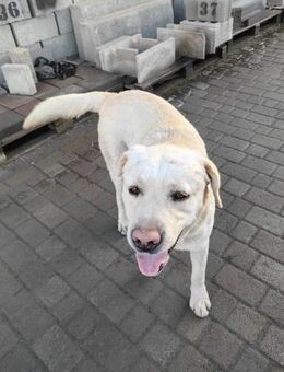 Leif - Mönchengladbach