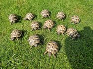 Griechische Landschildkröten Babys - Groß Gerau