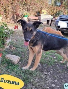 Roxana VA - kinderlieb, tapfer,liebevoll - Rheine