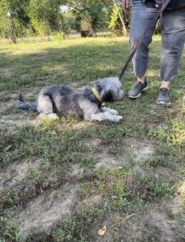 Gombóc LM Sanfte Junghündin sucht Gebo - Neustadt (Rübenberge)
