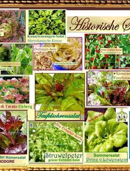 ♥ Bio Historische Salate Samen Alte Sorten Gemüse Tulpenstolz,rot,grün,bunt samenfest,Garten Rauke Zichorie Chicorée Erdbeer-Spinat - Hamburg
