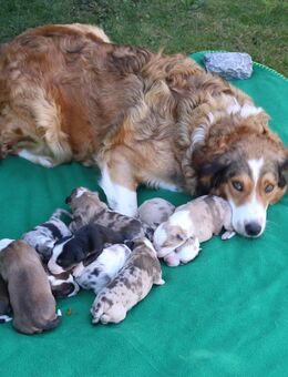 Border Collie Welpen - Bennewitz