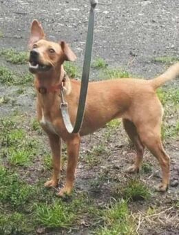 Daisy sucht liebevolle Menschen - Nordwalde