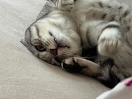 Verkaufe Kater BKH-Russisch Blau Mix - Frankfurt (Main) Zeilsheim