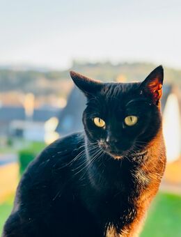 Katze Nala 3 Jahre alt in liebevolle Hände abzugeben - Konz