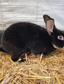 Otter Rex Kaninchen in 31606