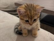British Kurzhaar Kitten tabby - Groß Gerau
