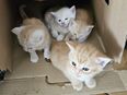 Katzen Babys Kittis in Liebe volle Hände abzugeben gegen eine Schutzgebühr in 41065