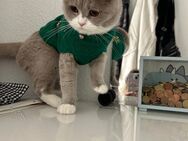 Britisch Kurzhaar Katzen - Sinsheim
