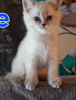 2 Reinrassige BKH bluepoint Kitten m / w - Sonnenstein