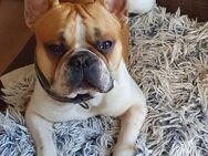 franzosische Bulldogge - Lübeck