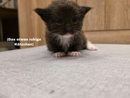 Katzenbabys - Salzgitter