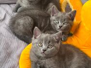 „Zauberhafte Britisch Kurzhaar Kitten – bald bereit für ihr neues Zuhause!“ - Hamburg