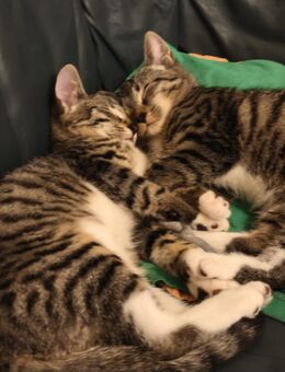 BKH mix kitten suchen ihr neues Zuhause! - Dortmund Asseln
