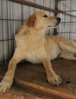 Paula sucht ein liebevolles Zuhause - Blankenheim (Nordrhein-Westfalen)