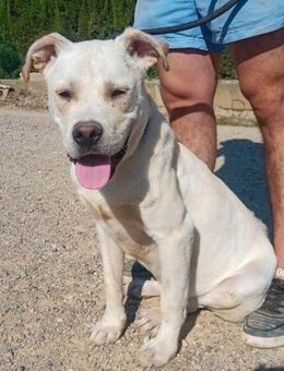 ZWEI - HERZBUBEN - suchen....... - Kempen