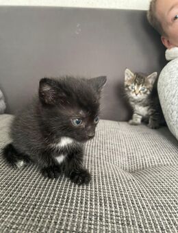 Baby Katzen suchen Neues Zuhause - Hamburg Harburg