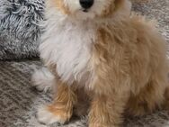 Maltipoo Weibchen Lili - Wörth (Donau)